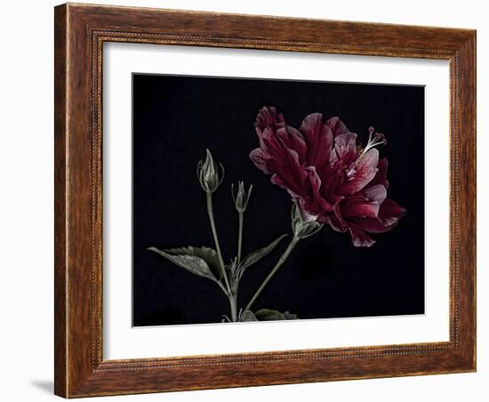 Hibiscus-Lori Hutchison-Framed Photographic Print