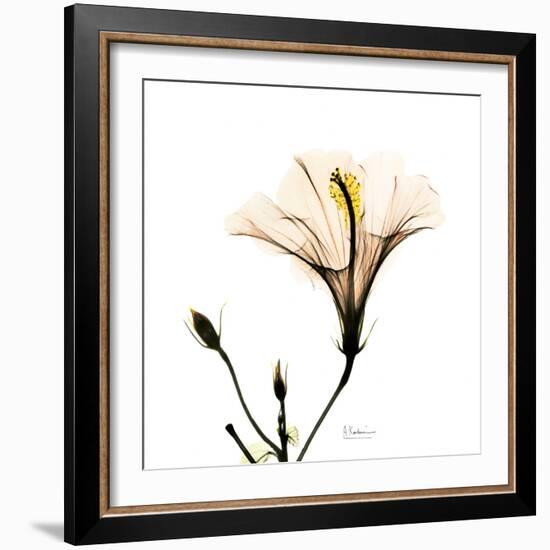 Hibiscus-Albert Koetsier-Framed Photographic Print