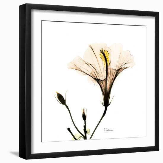 Hibiscus-Albert Koetsier-Framed Photographic Print