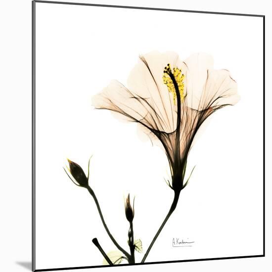 Hibiscus-Albert Koetsier-Mounted Photographic Print