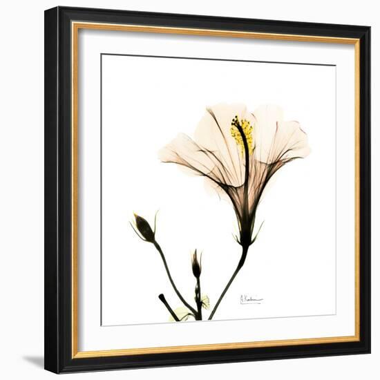 Hibiscus-Albert Koetsier-Framed Photographic Print