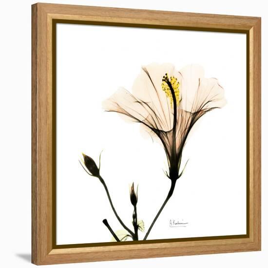 Hibiscus-Albert Koetsier-Framed Premier Image Canvas