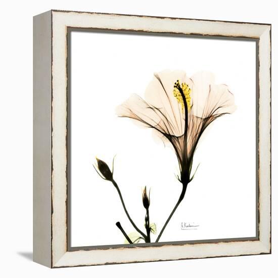 Hibiscus-Albert Koetsier-Framed Premier Image Canvas