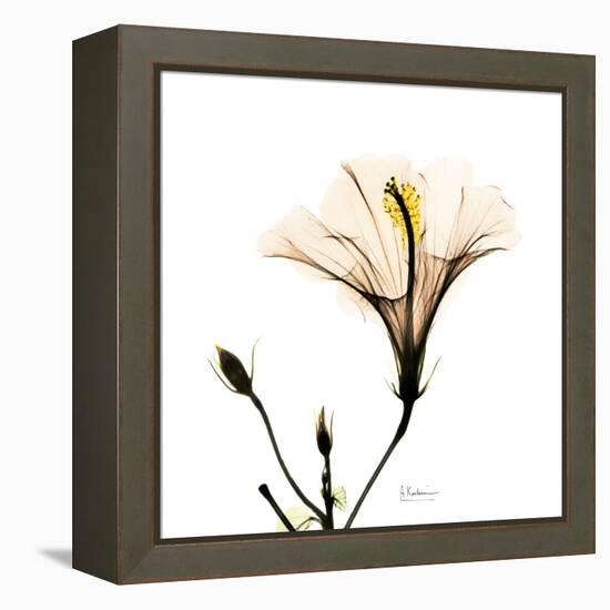 Hibiscus-Albert Koetsier-Framed Premier Image Canvas