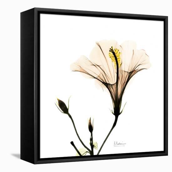 Hibiscus-Albert Koetsier-Framed Premier Image Canvas