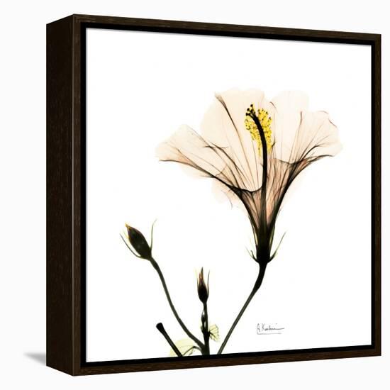 Hibiscus-Albert Koetsier-Framed Premier Image Canvas
