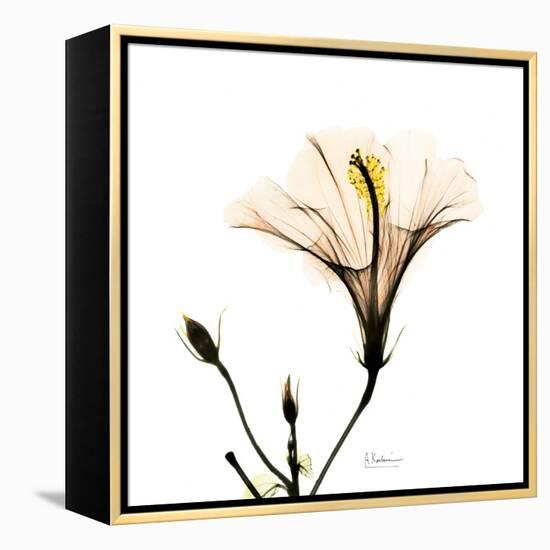 Hibiscus-Albert Koetsier-Framed Premier Image Canvas