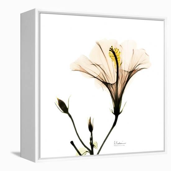 Hibiscus-Albert Koetsier-Framed Premier Image Canvas