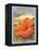 Hibiscus-Kerne Erickson-Framed Stretched Canvas