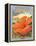 Hibiscus-Kerne Erickson-Framed Stretched Canvas