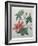 Hibiscus-Pierre-Joseph Redoute-Framed Art Print