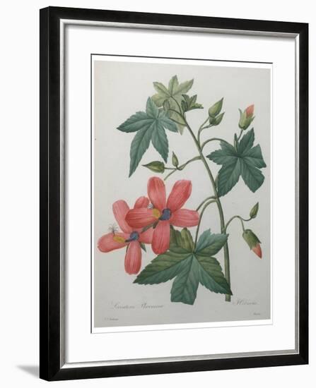 Hibiscus-Pierre-Joseph Redoute-Framed Art Print