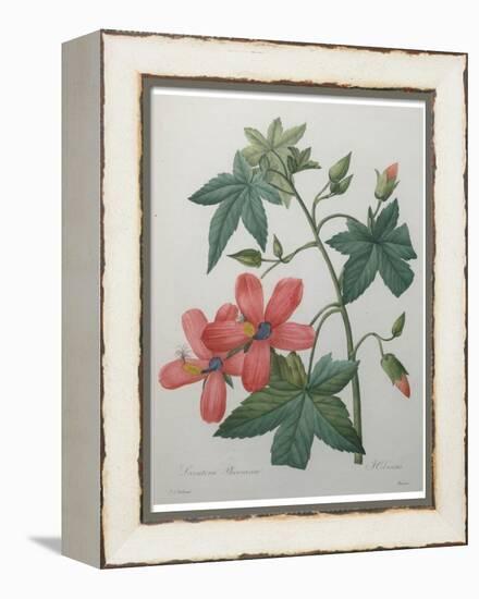 Hibiscus-Pierre-Joseph Redoute-Framed Stretched Canvas