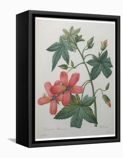 Hibiscus-Pierre-Joseph Redoute-Framed Stretched Canvas