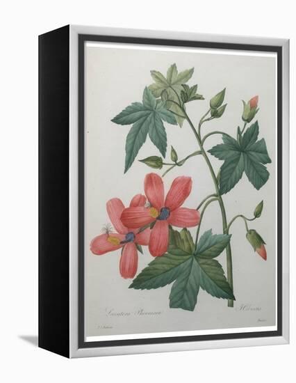 Hibiscus-Pierre-Joseph Redoute-Framed Stretched Canvas