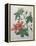 Hibiscus-Pierre-Joseph Redoute-Framed Stretched Canvas