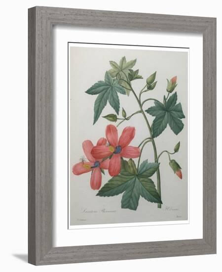 Hibiscus-Pierre-Joseph Redoute-Framed Art Print