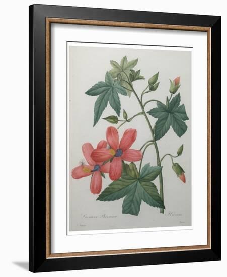 Hibiscus-Pierre-Joseph Redoute-Framed Art Print