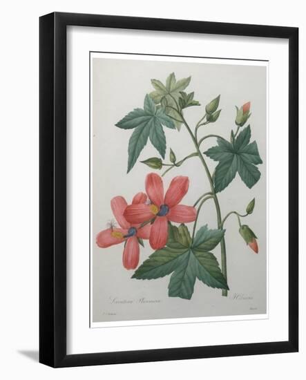 Hibiscus-Pierre-Joseph Redoute-Framed Art Print