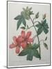 Hibiscus-Pierre-Joseph Redoute-Mounted Art Print