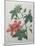 Hibiscus-Pierre-Joseph Redoute-Mounted Art Print