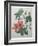 Hibiscus-Pierre-Joseph Redoute-Framed Art Print