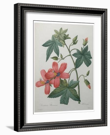 Hibiscus-Pierre-Joseph Redoute-Framed Art Print