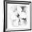 Hibiscus-Maria Trad-Framed Premium Giclee Print