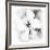 Hibiscus-Maria Trad-Framed Premium Giclee Print