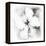 Hibiscus-Maria Trad-Framed Premier Image Canvas