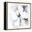 Hibiscus-Maria Trad-Framed Premier Image Canvas