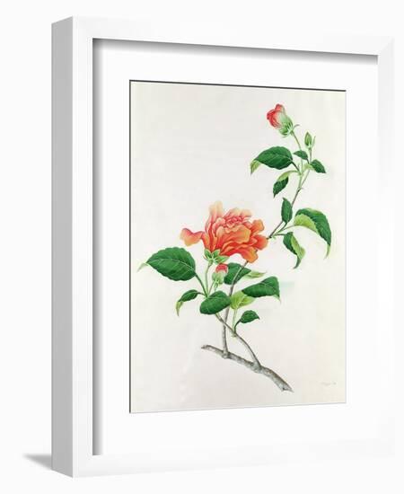 Hibiscus-Georg Dionysius Ehret-Framed Giclee Print