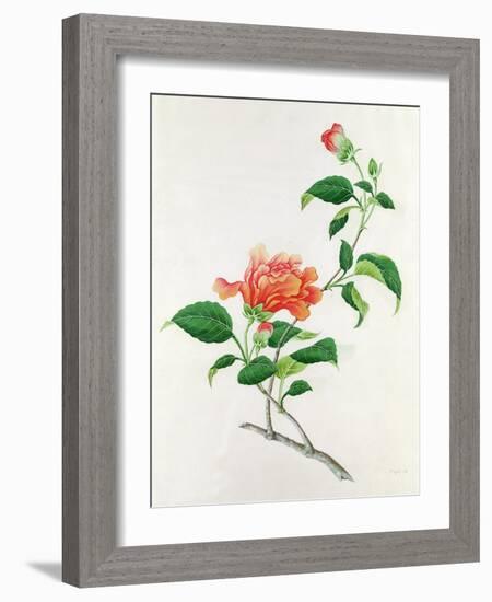 Hibiscus-Georg Dionysius Ehret-Framed Giclee Print