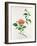 Hibiscus-Georg Dionysius Ehret-Framed Giclee Print