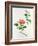 Hibiscus-Georg Dionysius Ehret-Framed Giclee Print