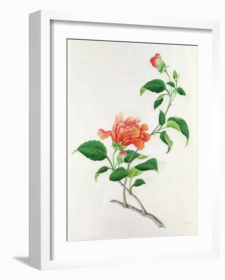 Hibiscus-Georg Dionysius Ehret-Framed Giclee Print