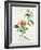 Hibiscus-Georg Dionysius Ehret-Framed Giclee Print