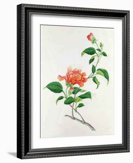 Hibiscus-Georg Dionysius Ehret-Framed Giclee Print