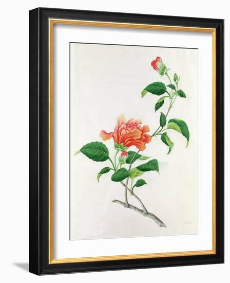 Hibiscus-Georg Dionysius Ehret-Framed Giclee Print