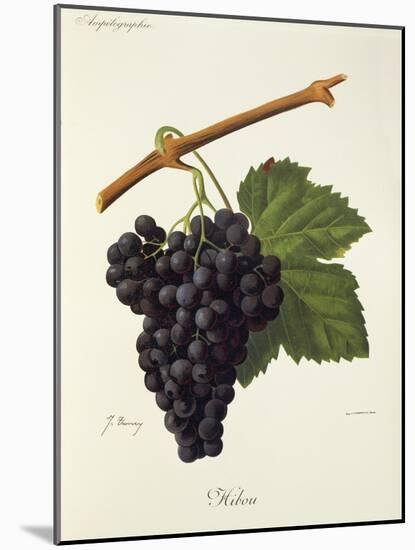 Hibou Grape-J. Troncy-Mounted Giclee Print