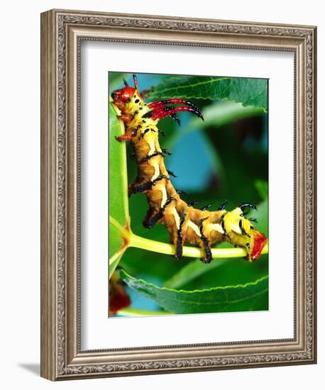 Hickory Horned Devil Caterpillar, USA-David Northcott-Framed Photographic Print