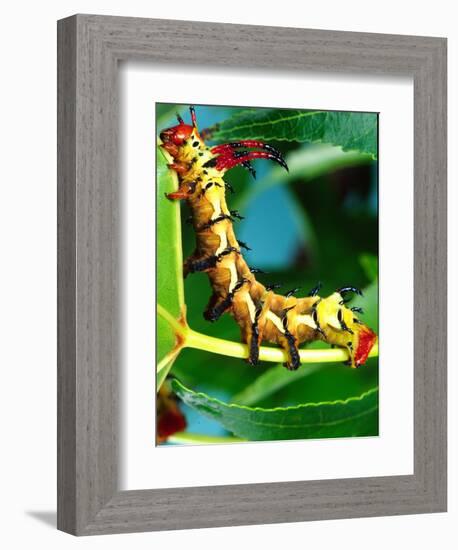 Hickory Horned Devil Caterpillar, USA-David Northcott-Framed Photographic Print