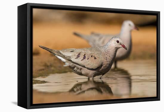 Hidalgo County, Texas. Common Ground Dove Drinking-Larry Ditto-Framed Premier Image Canvas