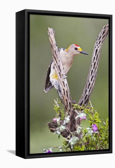 Hidalgo County, Texas. Golden Fronted Woodpecker in Habitat-Larry Ditto-Framed Premier Image Canvas