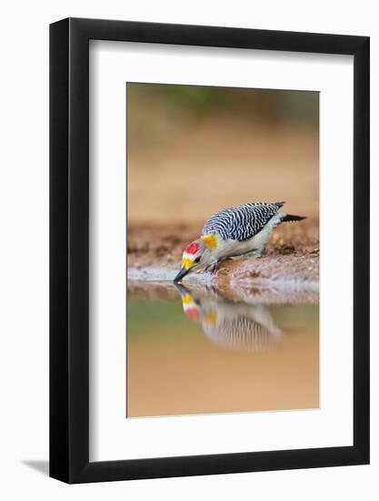 Hidalgo County, Texas. Golden Fronted Woodpecker in Habitat-Larry Ditto-Framed Photographic Print