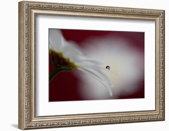 Hidden and exposed-Heidi Westum-Framed Photographic Print