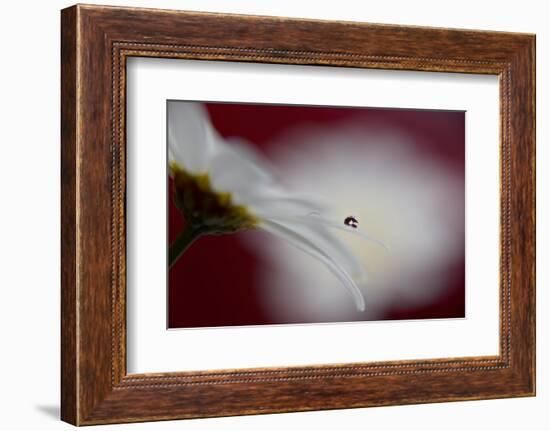 Hidden and exposed-Heidi Westum-Framed Photographic Print