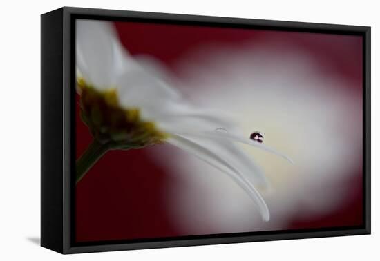 Hidden and exposed-Heidi Westum-Framed Premier Image Canvas