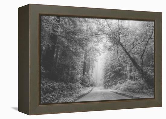 Hidden Coastal Highway, Redwood Coast California-Vincent James-Framed Premier Image Canvas