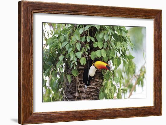 Hidden Habitat-Staffan Widstrand-Framed Giclee Print